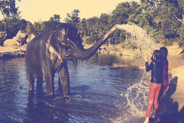 elephant bath